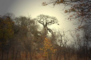 baobab-tree-277427_640