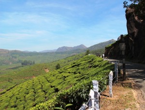 tea-plantation-112615_640